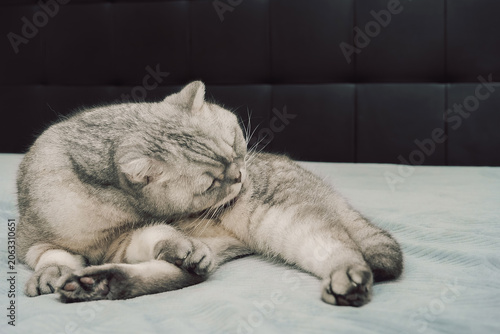 Cat grooming on a soft blue blanket during the day with light filtering into the room. cleans itself. It appears relaxed and comfortable in its space. room has soft light coming through