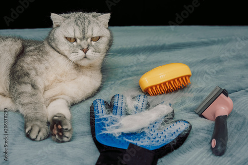 Cat sits on  blue blanket next tools for grooming and pet care in  home setting.  cat rests  while looking at grooming tools such as brush de-shedding tool. Cat hair is present with signs of shedding