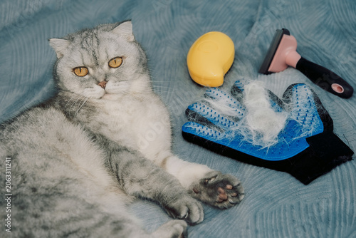 Cat sits on  blue blanket next tools for grooming and pet care in  home setting.  cat rests  while looking at grooming tools such as brush de-shedding tool. Cat hair is present with signs of shedding