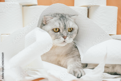 scottish fold Cat resting on white paper towels in  home setting with light orange background.  gray cat  lying on soft white paper towels in  room . relaxed curious while surrounded by crumpled paper