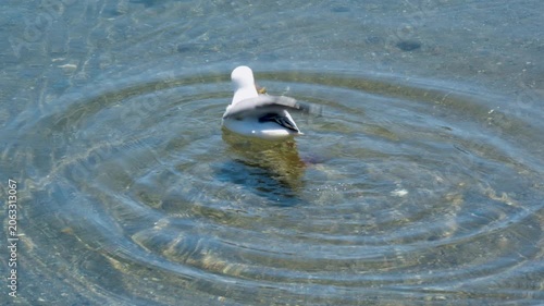 Seagull diving headfirst into clear shallow water to catch prey