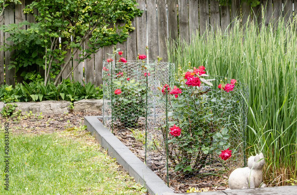 Fototapeta premium Backyard Garden with Blooming Red Roses Protected by Chicken Wire Mesh and a Stone Cat