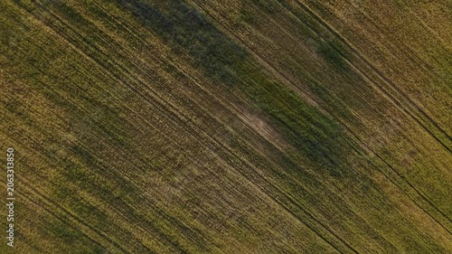 Mature Grain Field – Top Down Wide Diagonal Flight Across Planting Lines