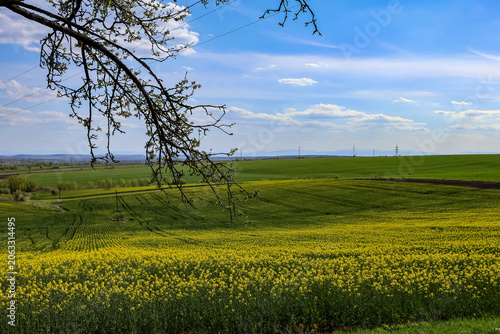 Foto Beautiful landscape of a blooming yellow canola or rapeseed field in spring