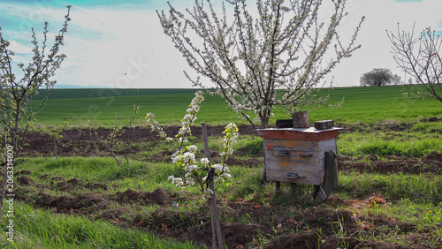 Foto Traditional rustic wooden beehive standing in a lush green agricultural field near blooming fruit trees in spring