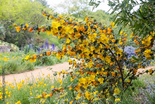 A bright yellow flowering bush stretching across a sandy garden path on a spring day. Fremontodendron, with the common names fremontia and flannelbush
