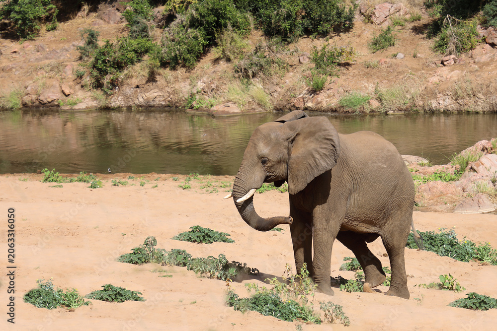 Fototapeta premium Afrikanischer Elefant / African elephant / Loxodonta africana