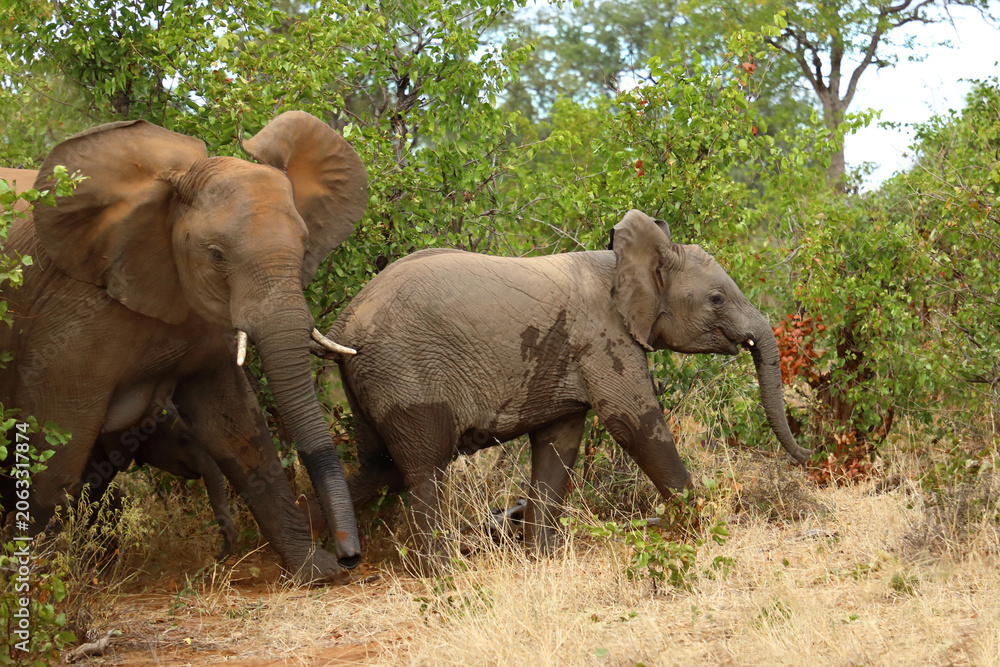 Fototapeta premium Afrikanischer Elefant / African elephant / Loxodonta africana