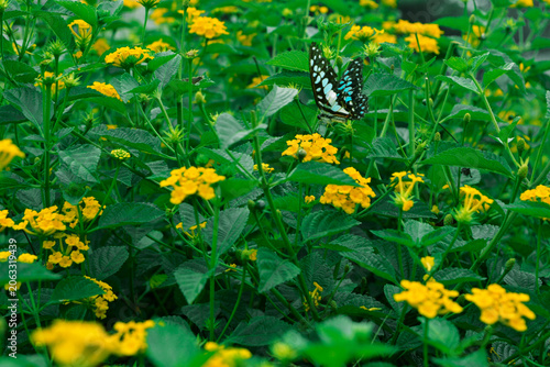 Foto Shows a bright black and blue winged butterfly (Graphium agamemnon or similar) perched on a cluster of dark yellow Lantana camara flowers