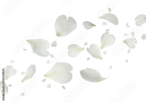Peony petals flying in air on transparent background