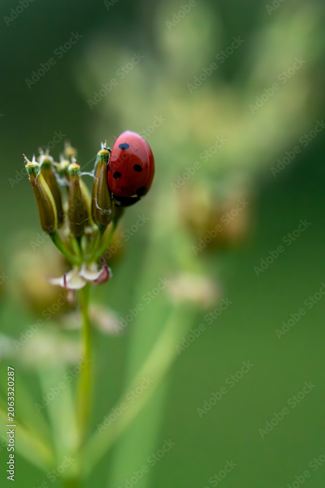 Fototapeta premium Vibrant red ladybug perched on wildflower bud in macro photography