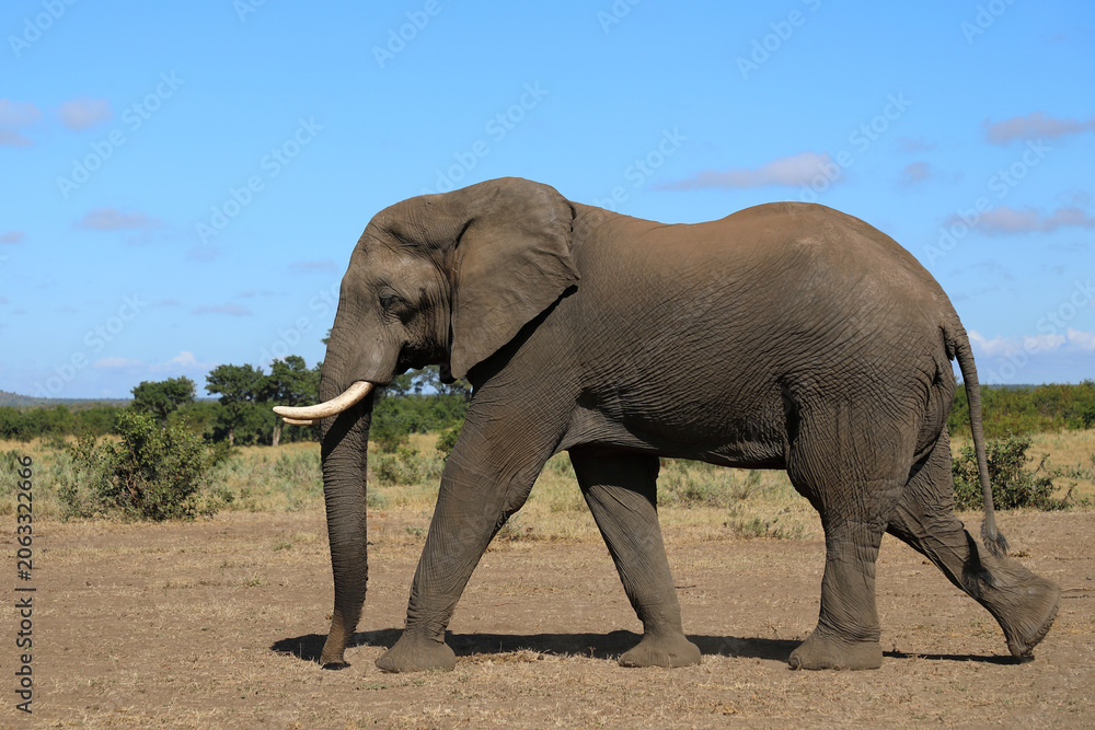 Fototapeta premium Afrikanischer Elefant / African elephant / Loxodonta africana