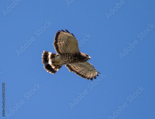 Canvastavla Broad-Winged Hawk Raptor in Flight in Deep Blue Sky