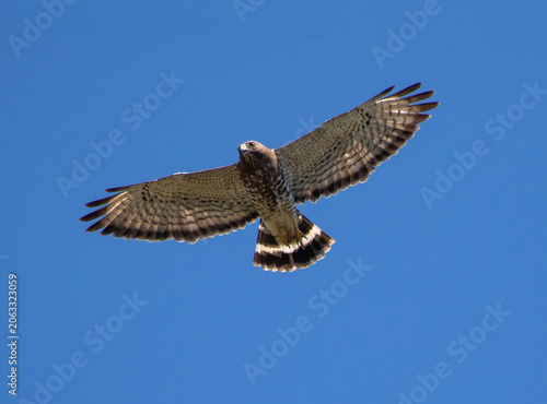 Broad-Winged Hawk Raptor in Flight in Deep Blue Sky