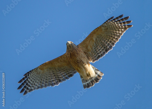 Red-Shouldered Hawk in Flight in Deep Blue Sky