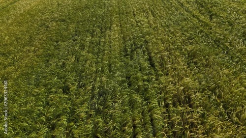 Mature Grain Field – Low Forward Wide Aerial Flight Above Grain Heads