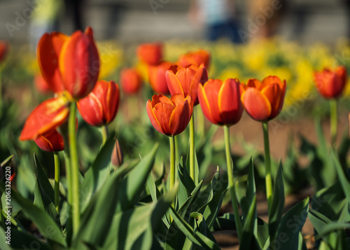 Vibrant and colorful tulip flower in the garden