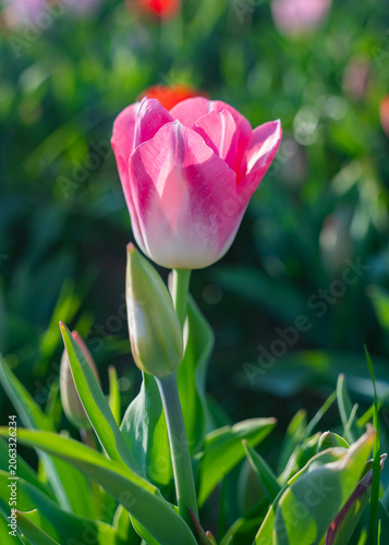 Vibrant and colorful tulip flower in the garden