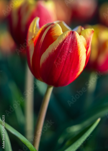 Vibrant and colorful tulip flower in the garden