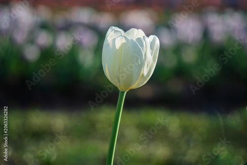 Vibrant and colorful tulip flower in the garden