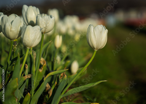 Vibrant and colorful tulip flower in the garden