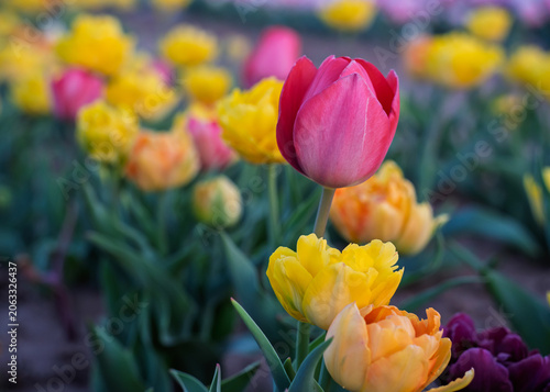 Vibrant and colorful tulip flower in the garden