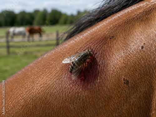 Horse fly biting horse in summer pasture: Veterinary and agricultural concept showing a horse fly feeding on a horse during summer grazing season.