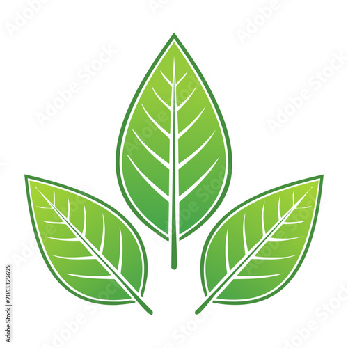 Three Green Leaves in Flat Design