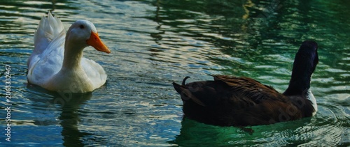 Canvastavla pareja de patos negro y blanco