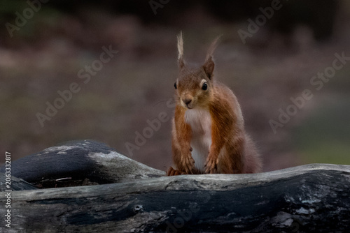 Close-Up Portrait of a Red Squirrel in Natural Habitat on brown sea island 