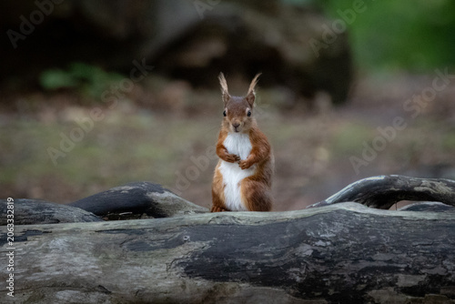 Close-Up Portrait of a Red Squirrel in Natural Habitat on brown sea island 