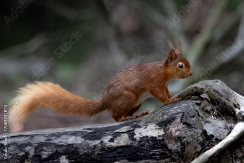 Close-Up Portrait of a Red Squirrel in Natural Habitat on brown sea island 