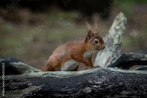 Close-Up Portrait of a Red Squirrel in Natural Habitat on brown sea island 