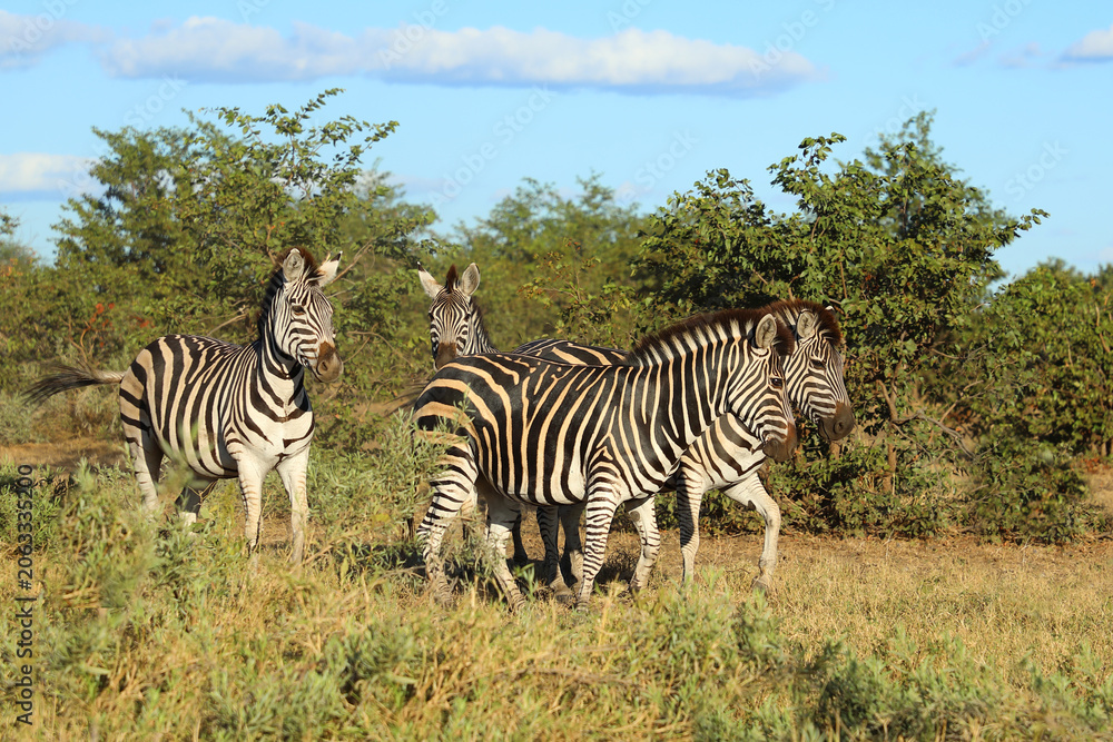 Obraz premium Steppenzebra / Burchell's zebra / Equus quagga burchellii