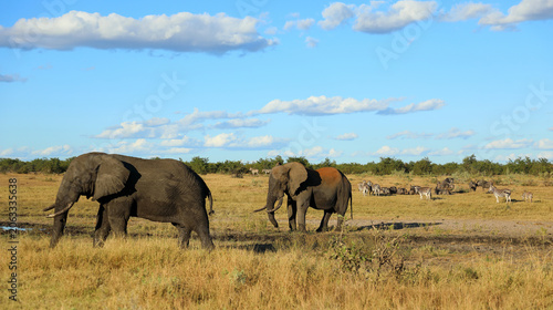 Canvas Print Afrikanischer Elefant / African elephant / Loxodonta africana