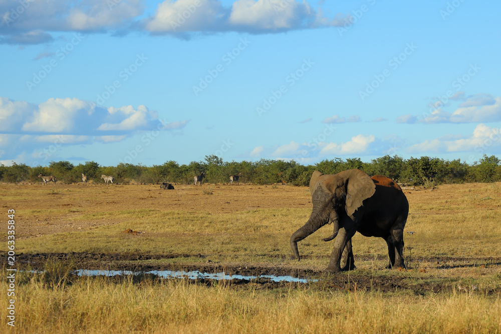 Obraz premium Afrikanischer Elefant / African elephant / Loxodonta africana