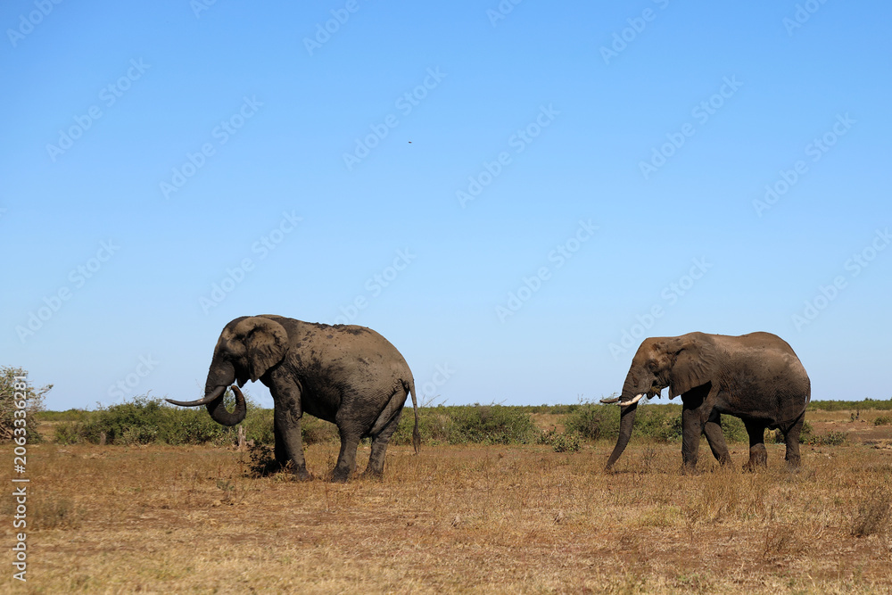 Fototapeta premium Afrikanischer Elefant / African elephant / Loxodonta africana