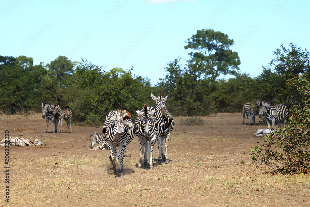 Fototapeta premium Steppenzebra / Burchell's zebra / Equus quagga burchellii