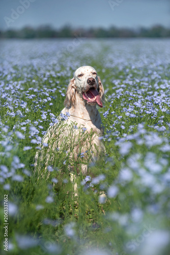 Portrait of an elegant white with red spots of an English setter among a field of blue flowers. Walking with a dog outside the city. Hunting dogs.