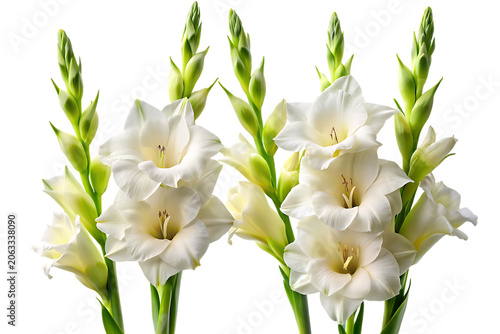 A bouquet of fresh white gladiolus flowers with tall green stalks and trumpet-shaped blooms arranged in a vertical composition isolated on a transparent background
