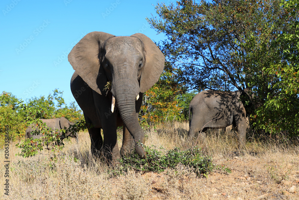 Fototapeta premium Afrikanischer Elefant / African elephant / Loxodonta africana