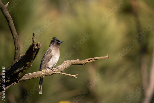 Terrestrial Brownbul perched on a dry branch