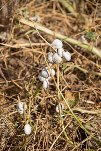 White snail shells stuck to blades of grass at the Roman ruins of Dougga, in Northern Tunisia