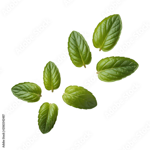 Scattered fresh green mint leaves arranged , highlighting the natural leaf veins and bright herbal foliage textures