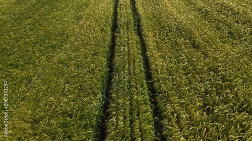 Mature Grain Field – Low Sideways Right Wide Aerial Flight Above Grain Heads