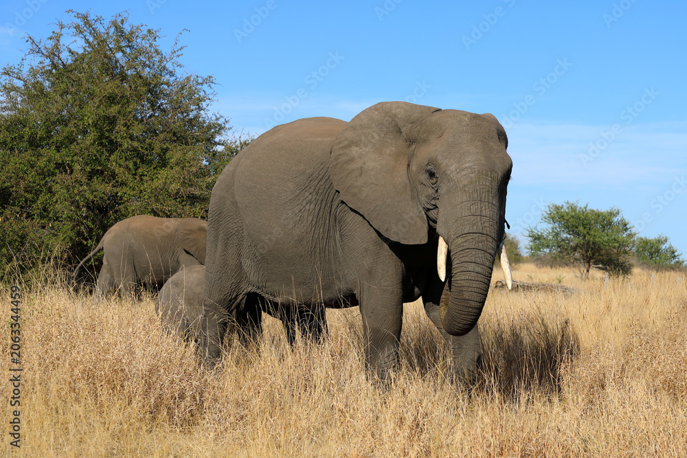 Fototapeta premium Afrikanischer Elefant / African elephant / Loxodonta africana