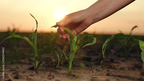 Photos farmer hand touches green corn leaves sunset, corn germ harvest farm dawn field,