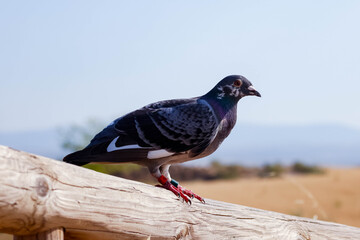 Urgan pigeon resting on rustic wooden rail. Rock pigeon perched on a rustic wooden fence with a soft natural background. Ideal for wildlife, nature, animal beahivior, and outdoor photography concepts.