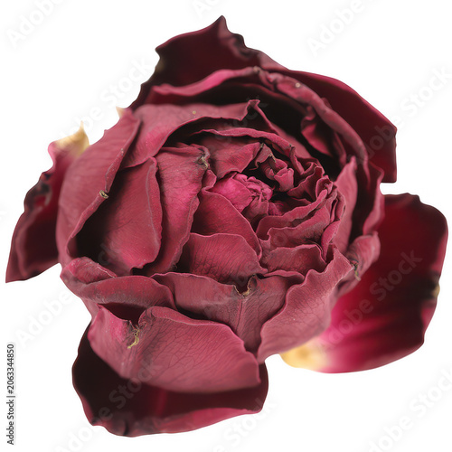 A single dried dark red rose flower head with curled petals, captured in a close-up view isolated on a plain white background, for detail