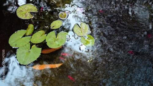 Cinematic overhead view of fresh green lily pads and orange fallen leaves on ripply water with swimming small fish.